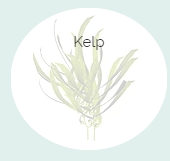 kelp2